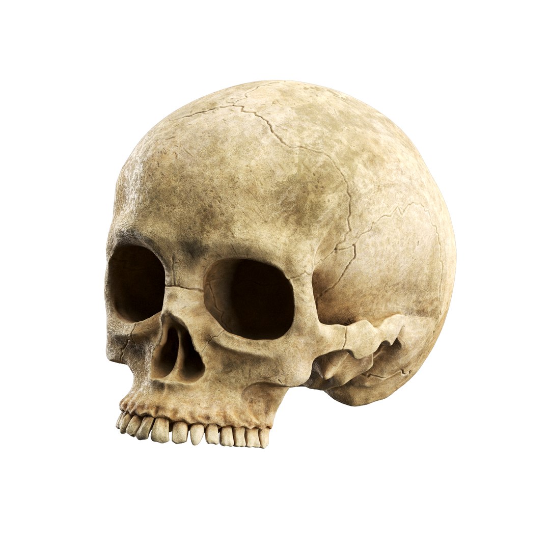 Gothic Occult Decoration Set 3D https://p.turbosquid.com/ts-thumb/NP/SpzGVQ/t6/skull_/png/1757949274/1920x1080/fit_q87/5d00a758e8b340d4988e3f9980784a0540df390b/skull_.jpg