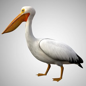 Realistic Rigged High Detailed Low Poly Pelican