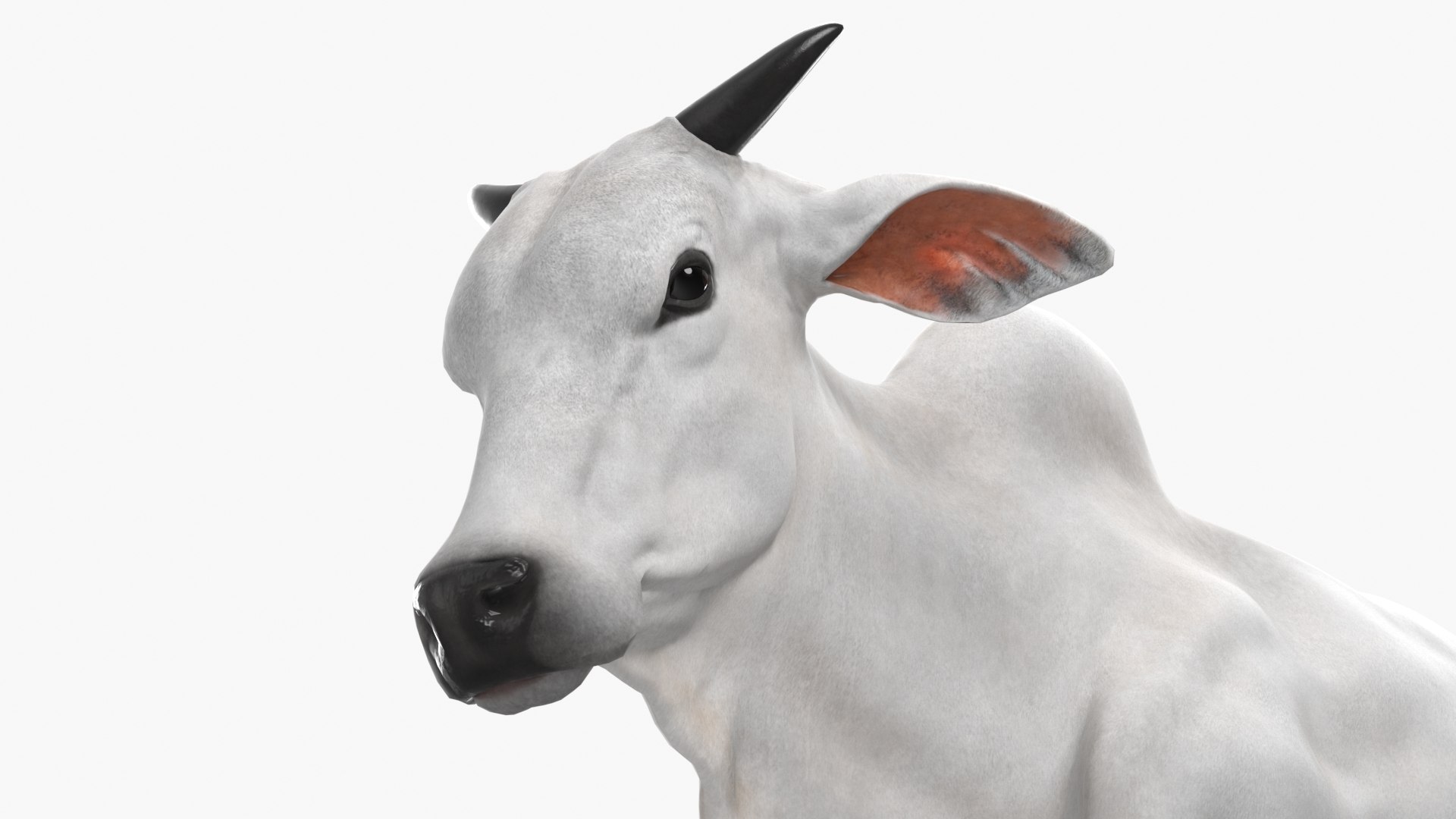 White Cow Male Walking 3D model https://p.turbosquid.com/ts-thumb/NP/gctlTe/TG/white_cow_male_walking_008/jpg/1732803406/1920x1080/fit_q87/cc25111bce31aeb87a7a5a1080b238f469172a7d/white_cow_male_walking_008.jpg
