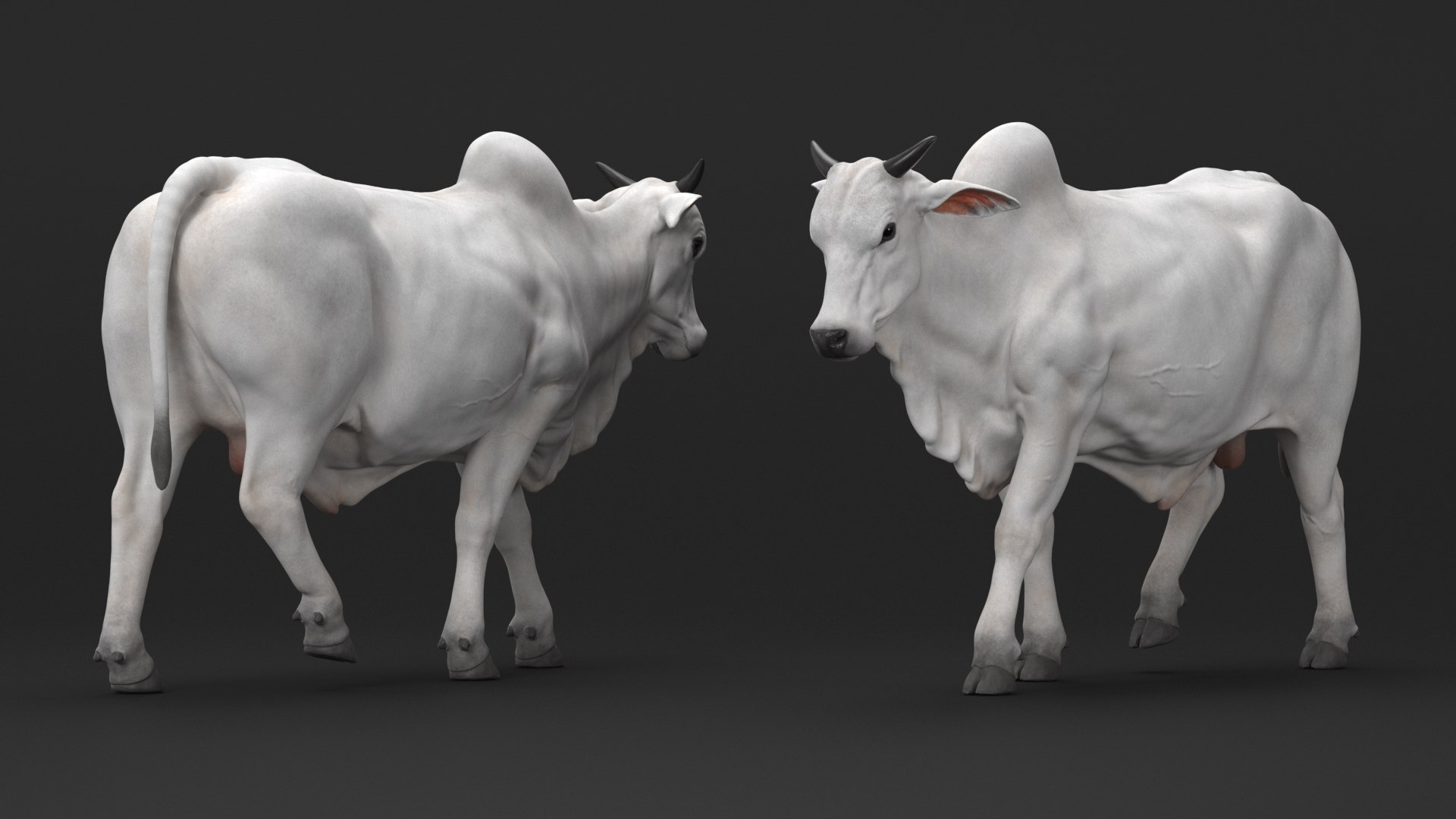 White Cow Male Walking 3D model https://p.turbosquid.com/ts-thumb/NP/gctlTe/VO/white_cow_male_walking_006/jpg/1732803388/1920x1080/fit_q87/07a6faa37908c2ad1c08e818b552a6c4edc058e3/white_cow_male_walking_006.jpg