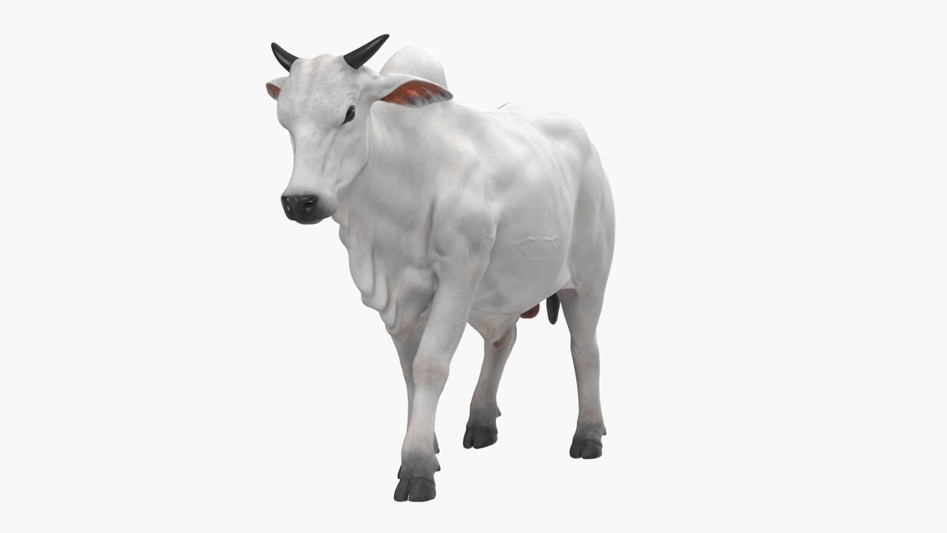 White Cow Male Walking 3D model https://p.turbosquid.com/ts-thumb/NP/gctlTe/c4/white_cow_male_walking_360/jpg/1732802997/1920x1080/turn_fit_q99/faa36fb27b226ab6a350eac2c0c72b6806281702/white_cow_male_walking_360-1.jpg