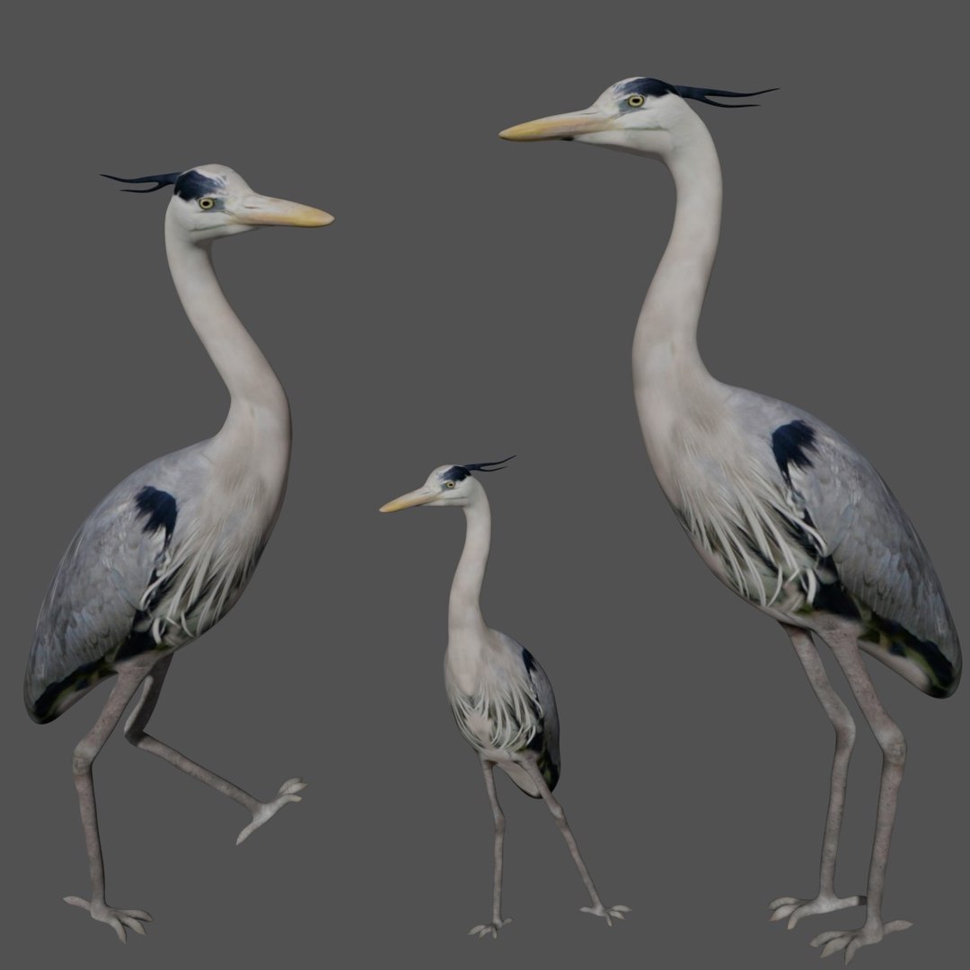 Heron Bird 3D https://p.turbosquid.com/ts-thumb/NP/gwUTAF/WS/a1/jpg/1623529883/1920x1080/fit_q87/42b9e755ff288f48a6effd77ff7ca22dabcb6acf/a1.jpg