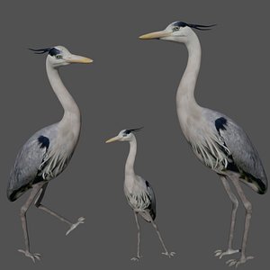 Heron Bird 3D