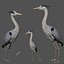 Heron Bird 3D