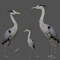 Heron Bird