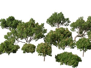 Pinus mugo - Swiss mountain pine 3D model