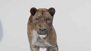 3D model lioness