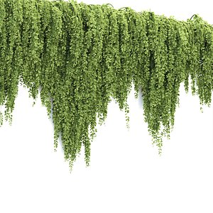 Creeper Hanging Plants Vol 318 3D