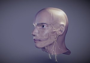 Cranial Nerves inside Head