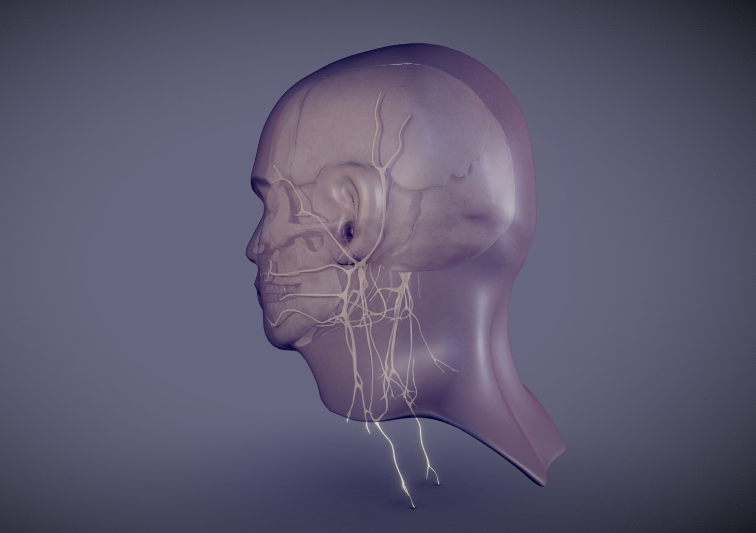 Cranial Nerves 3D Model - TurboSquid 1386012