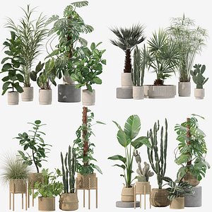 20 Elegant Potted Greenery Bundle Ivy Sansevieria Strelitzia Palms - Set 202 203 211 218