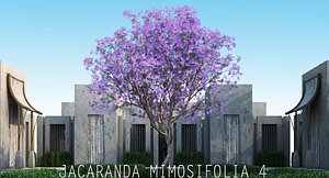 JACARANDA MIMOSIFOLIA 4