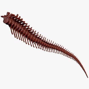Spinosaurus Tail Skeletons Set 3D model