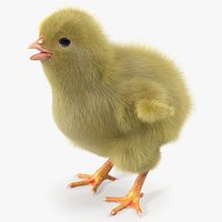 Baby Chick with Fur