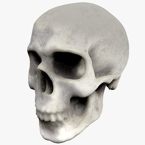 Skull