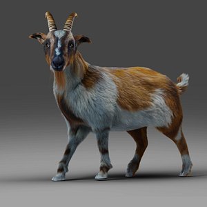 Fur Goat 01 Rigged and Animation in Blender 3D model