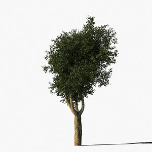 platanus tree bark types 3d max