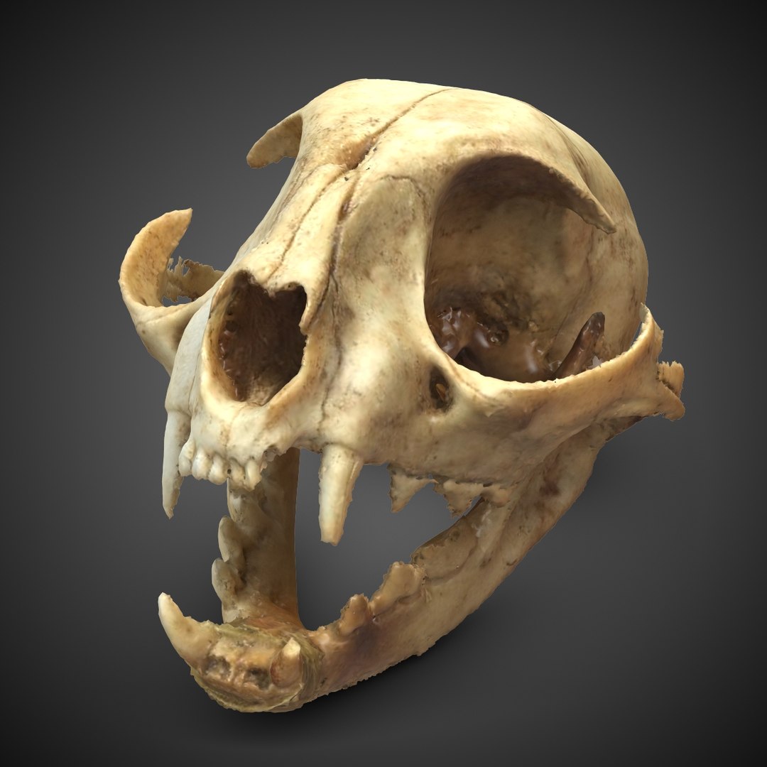 3d c skull scan model https://p.turbosquid.com/ts-thumb/NQ/ZJ4GXU/7FHjlFC5/catskull3dscan2chkdark/jpg/1400862978/1920x1080/fit_q87/37f1228eb5b771f16e968f118ca68c52602727e5/catskull3dscan2chkdark.jpg
