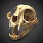 3d c skull scan model