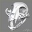 3d c skull scan model