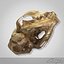 3d c skull scan model