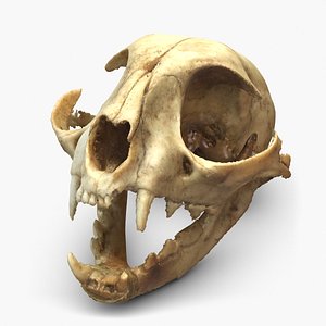 高品質！ネコの頭骨　３点セット　SKULLS UNLIMITED社 高品質！ネコの頭骨3点セットSKULLS UNLIMITED社