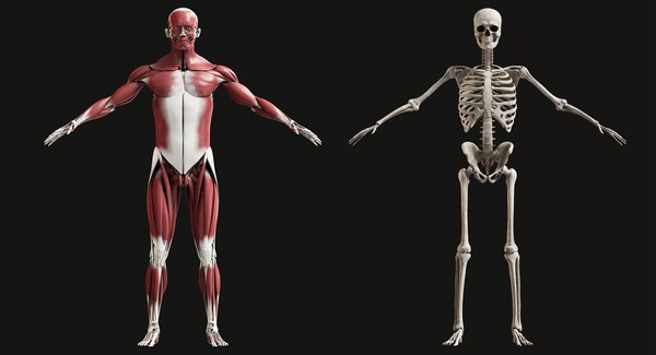 3D male complete anatomy man - TurboSquid 1416355