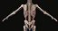 3D male complete anatomy man