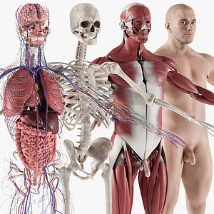 Male Complete Anatomy