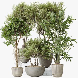 AV Indoor plants set 155 Mission Kalamata Wilsonii Olive and Ficus Benjamina African Fig and Lutesce 3D