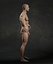 Male Human Anatomy