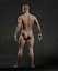 Male Human Anatomy