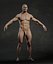 Male Human Anatomy