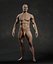 Male Human Anatomy