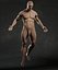 Male Human Anatomy