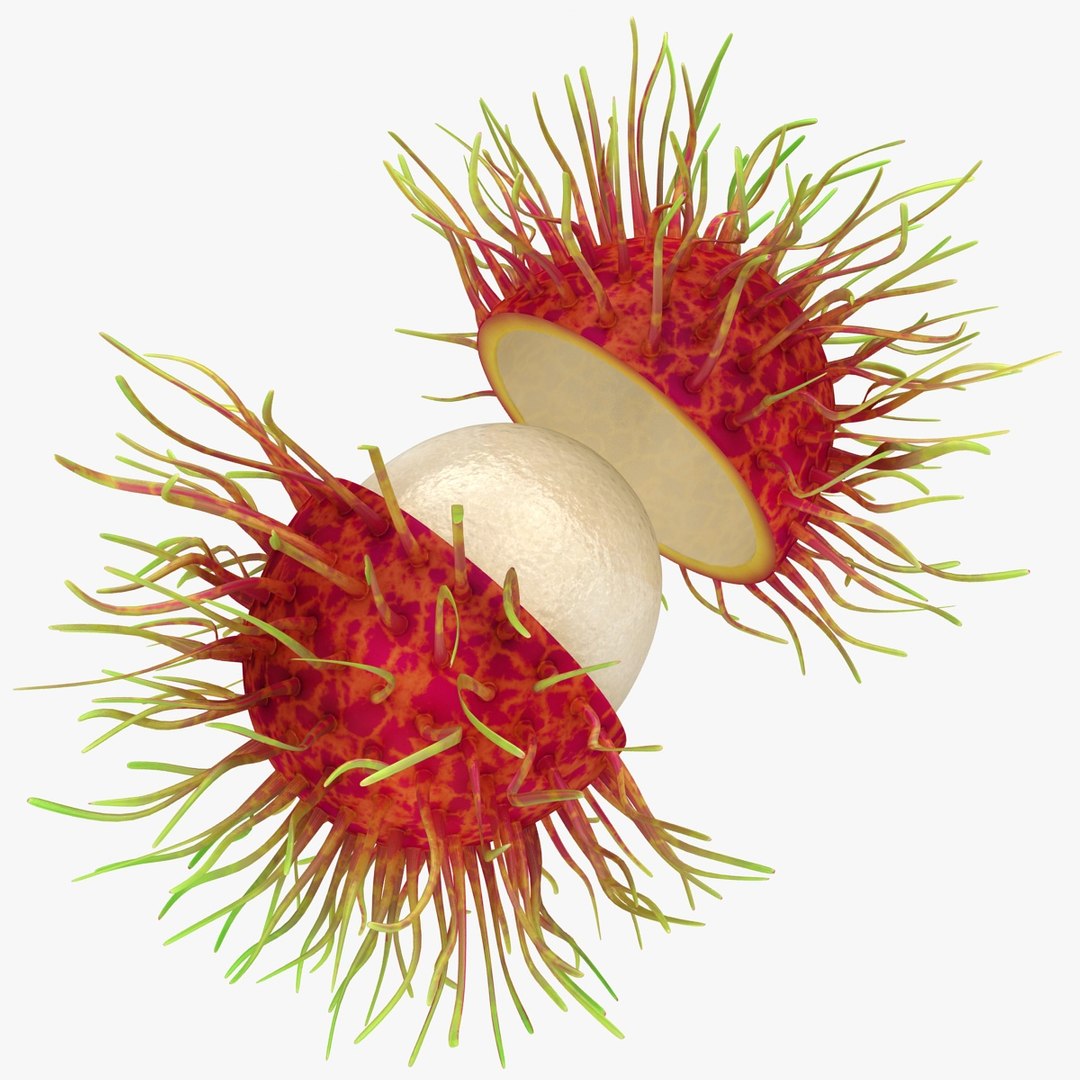 realistic rambutan 03 3d model