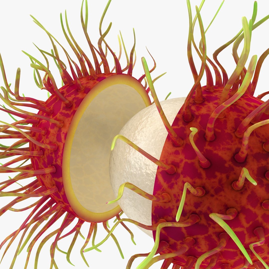 realistic rambutan 03 3d model