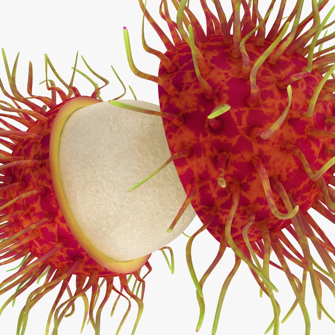 realistic rambutan 03 3d model