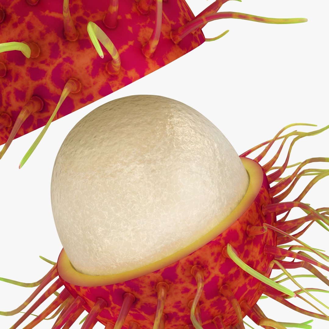 realistic rambutan 03 3d model