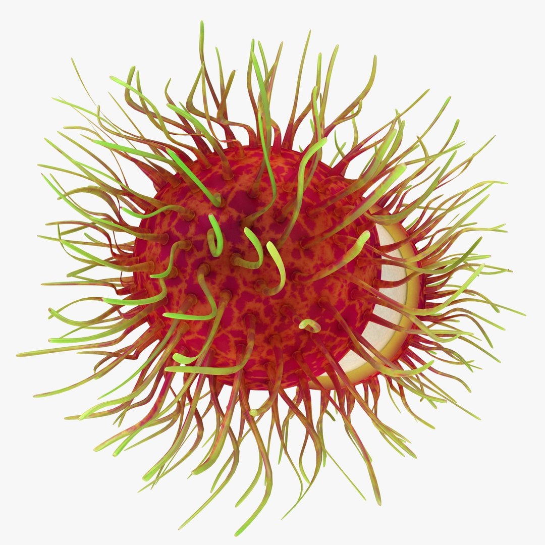 realistic rambutan 03 3d model