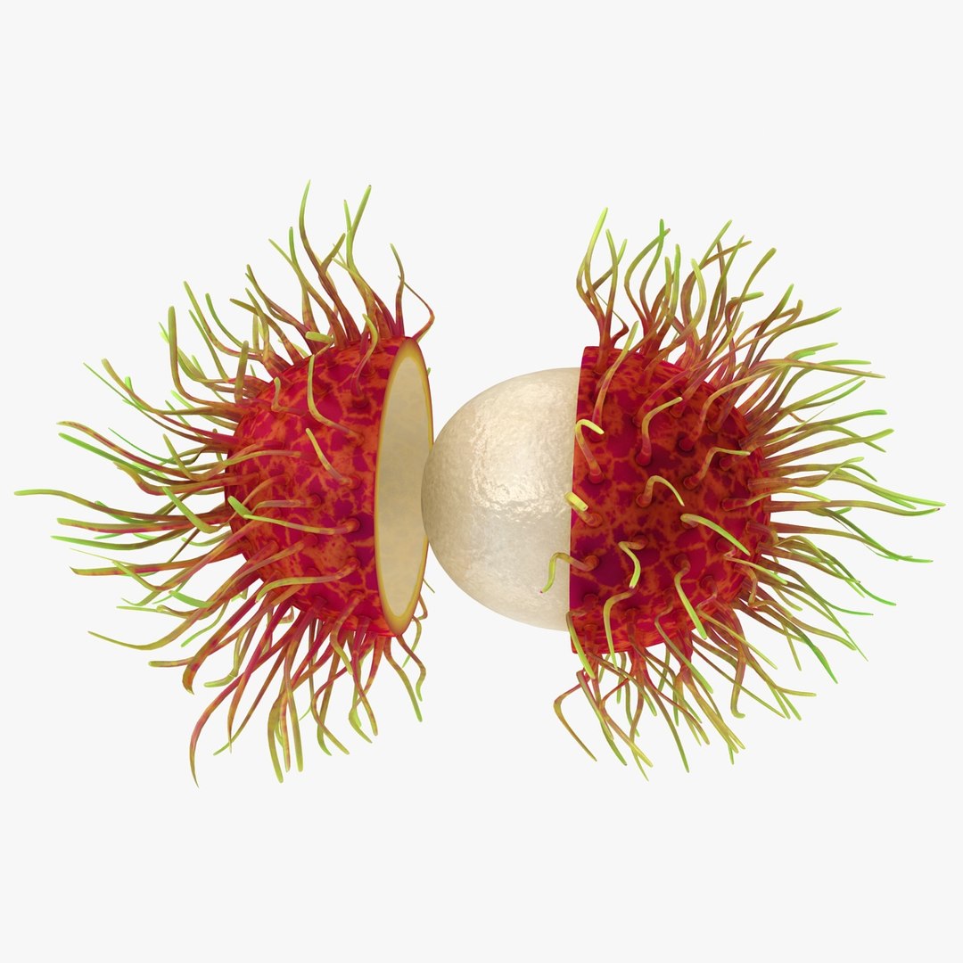 realistic rambutan 03 3d model