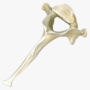 Domestic Cat Thoracic Vertebrae TH2