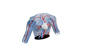 3D model of heart
