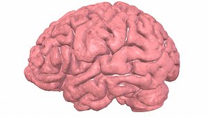 3D Human Brain 3D Model model