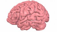 Human Brain 3D Model