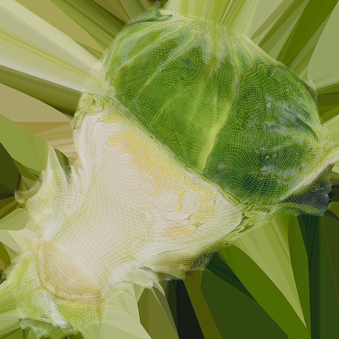 3D model Brussels Sprout Half Collection https://p.turbosquid.com/ts-thumb/NR/GDPdp2/3a/brusselssproutcut3_d0004/jpg/1734077823/1920x1080/fit_q87/50925668e962fc0a28b81bfeae0a9a530d48f945/brusselssproutcut3_d0004.jpg