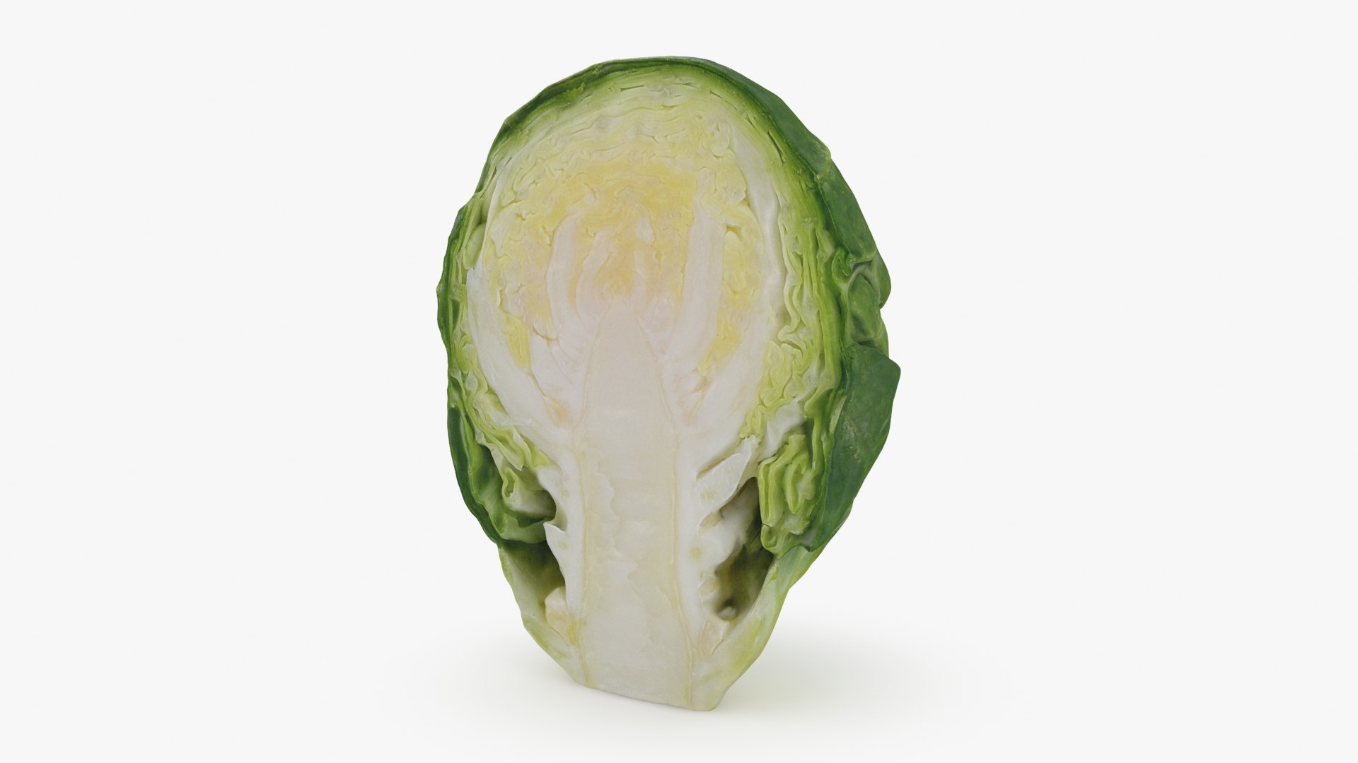 3D model Brussels Sprout Half Collection https://p.turbosquid.com/ts-thumb/NR/GDPdp2/Oz/brusselssproutcut1_a0001/jpg/1735561580/1920x1080/fit_q87/54de21abda756e8642dacfb58d6c0d6128c0a56e/brusselssproutcut1_a0001.jpg