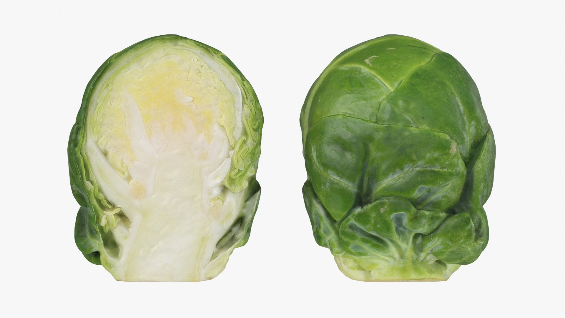 3D model Brussels Sprout Half Collection https://p.turbosquid.com/ts-thumb/NR/GDPdp2/bY/brusselssproutcut2_a0002/jpg/1735560702/1920x1080/fit_q87/75e1150df3a0b56418aa18634e106eb414fee461/brusselssproutcut2_a0002.jpg