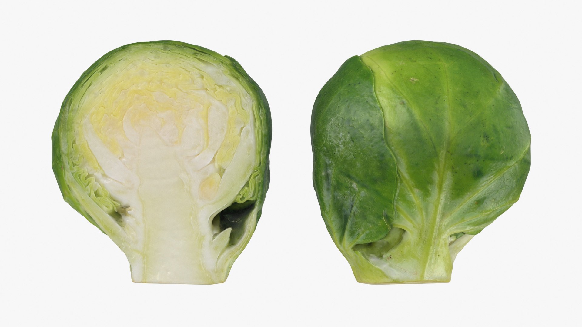 3D model Brussels Sprout Half Collection https://p.turbosquid.com/ts-thumb/NR/GDPdp2/rl/brusselssproutcut3_a0002/jpg/1734077812/1920x1080/fit_q87/bae34a6efd1b94cbe41d3a82598cb1a2a321411f/brusselssproutcut3_a0002.jpg