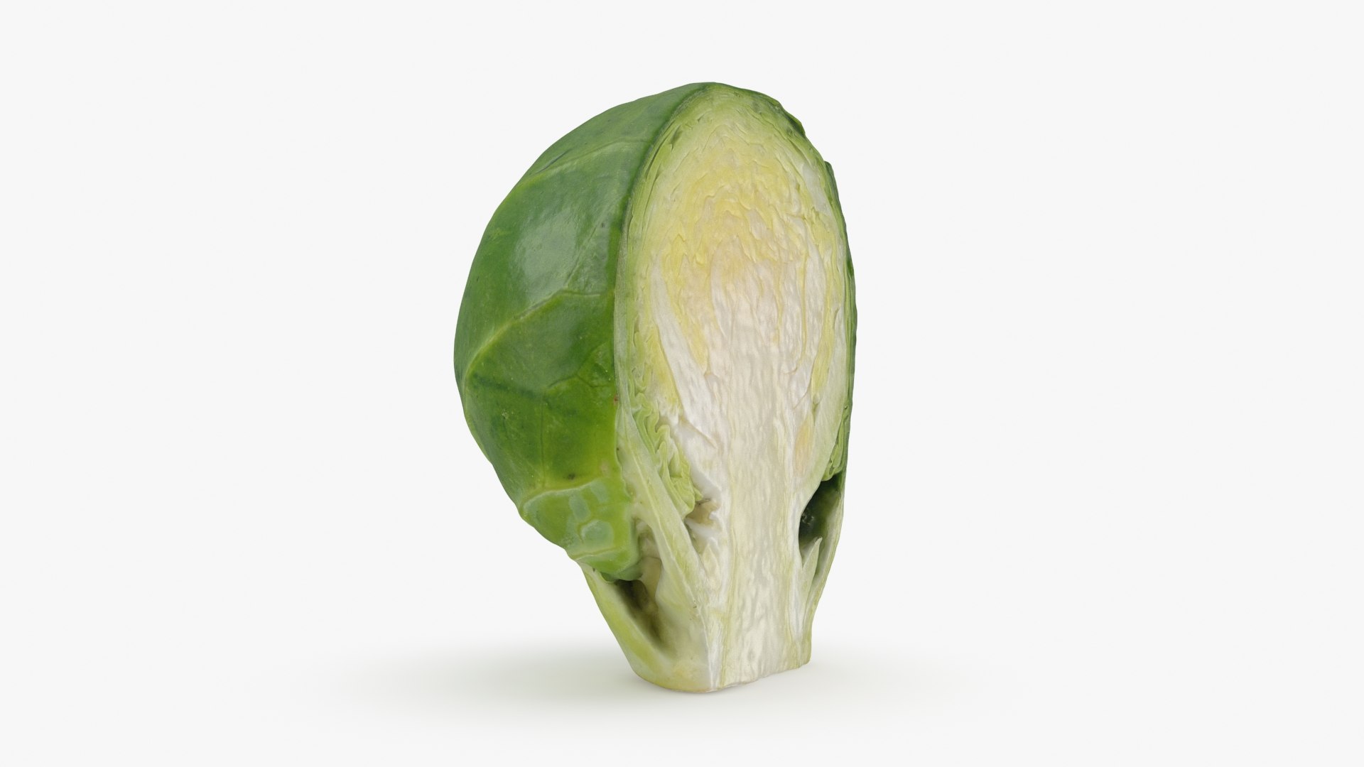 3D model Brussels Sprout Half Collection https://p.turbosquid.com/ts-thumb/NR/GDPdp2/zr/brusselssproutcut3_a0001/jpg/1734077812/1920x1080/fit_q87/3b50166336552d3b876ea70a714c469624c27de5/brusselssproutcut3_a0001.jpg